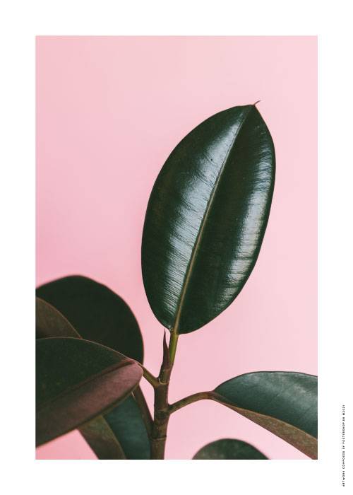 Pinks And Greens – Blomster og Botanik