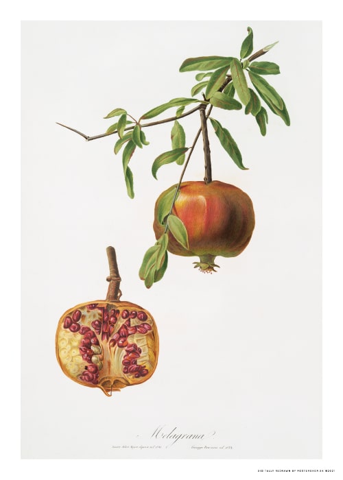 Pomegrante Vintage