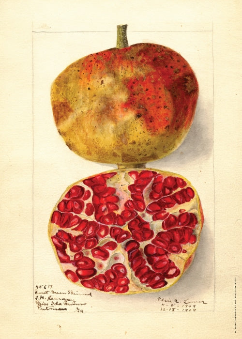 Punica Granatum 1909