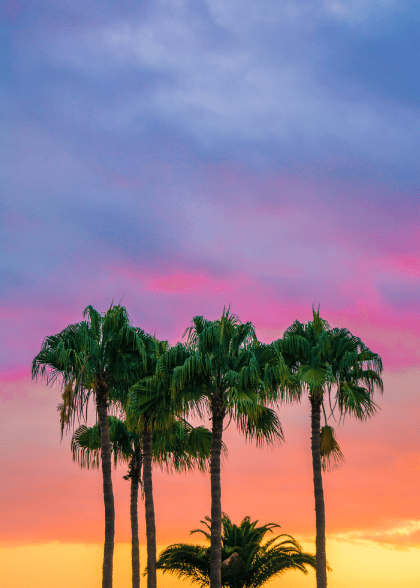 Rainbow Palm – Naturmotiver