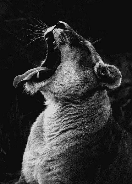 Roar, Lioness – Dyreplakater