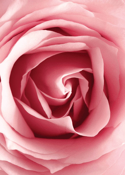 Rosey Rose – Blomster og Botanik