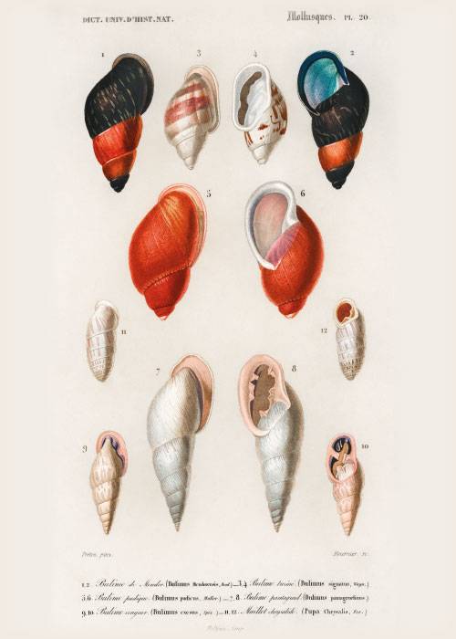 Red Mollusks Poster – Kunst