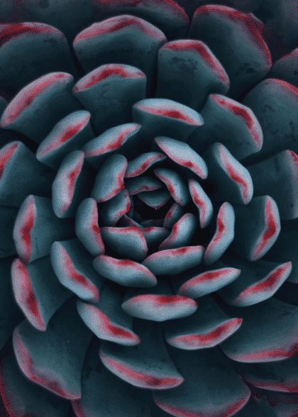 Red Succulent – Naturmotiver