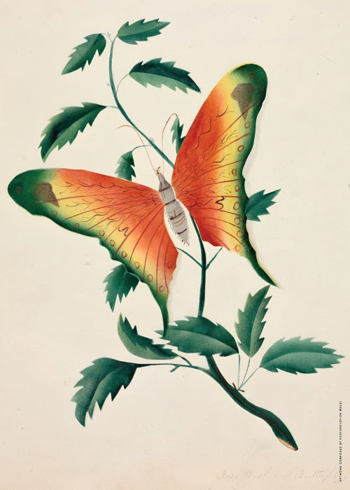 Rose Bush And Butterfly – Grafiske Plakater