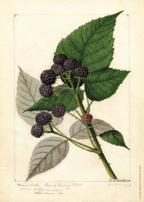 Rubus Ferndale 1893 Ad William Henry Prestele