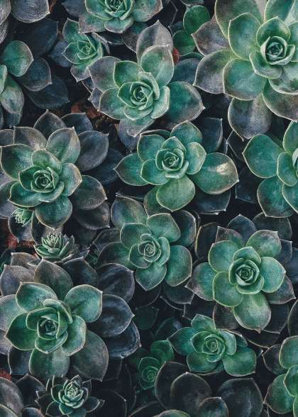 Succulents – Blomster og Botanik