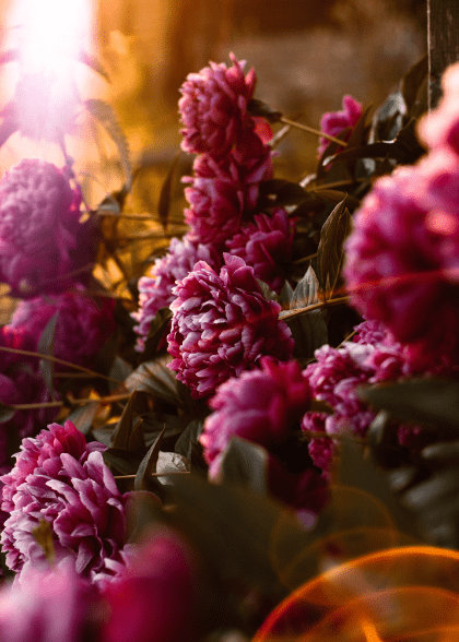 Sun Rays On Petals – Blomster og Botanik