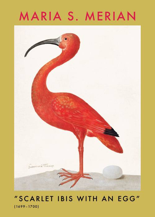 Scarlet Ibis – Kunst