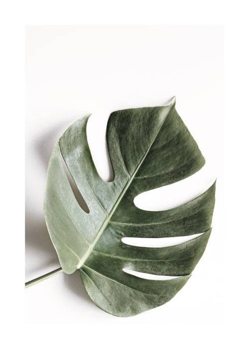 Single Green Leaf – Flowers & Botanicals