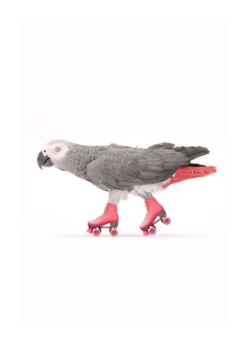 Skating Parrot – Digital Art