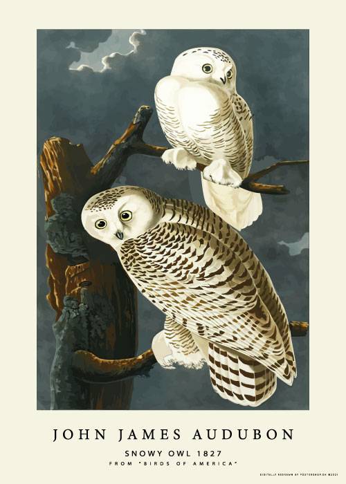 Audubon Snowy Owl – Kunst