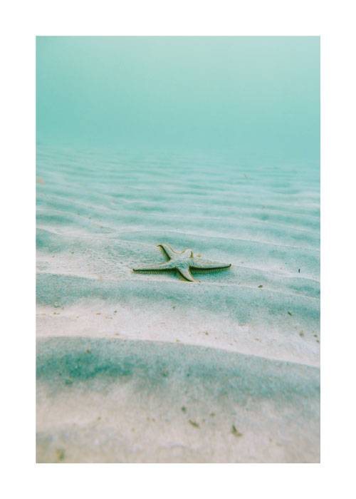 Star Fish Under Water – Naturmotiver