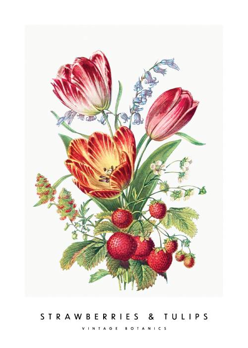 Strawberries And Tulips Botanics – Kunst
