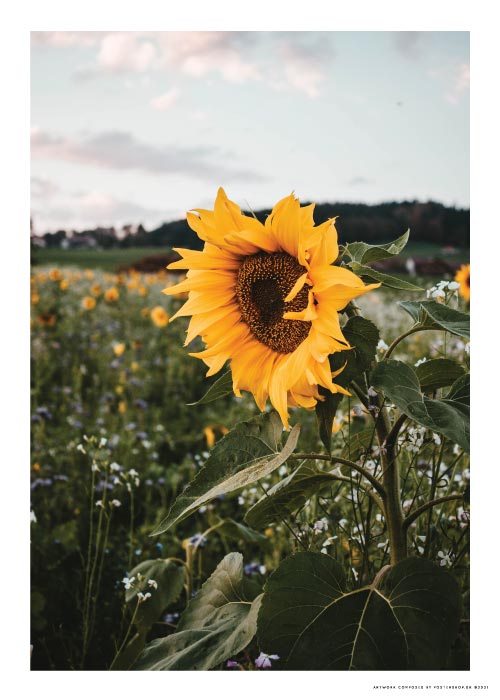 Sun Flower Field – Kunst