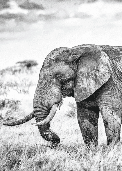 The Elephant – Dyreplakater