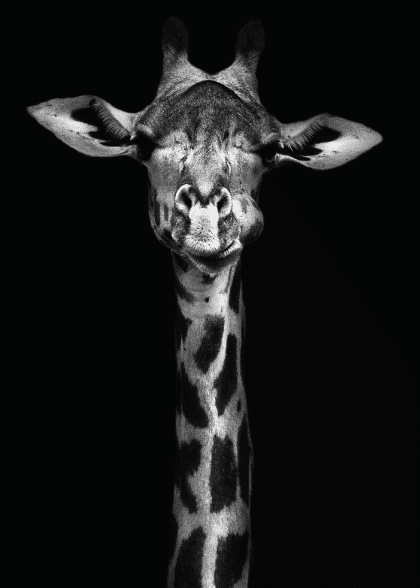 The Giraffe – Animal Posters