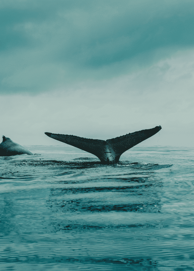 The Tale Of The Whale – Naturmotiver