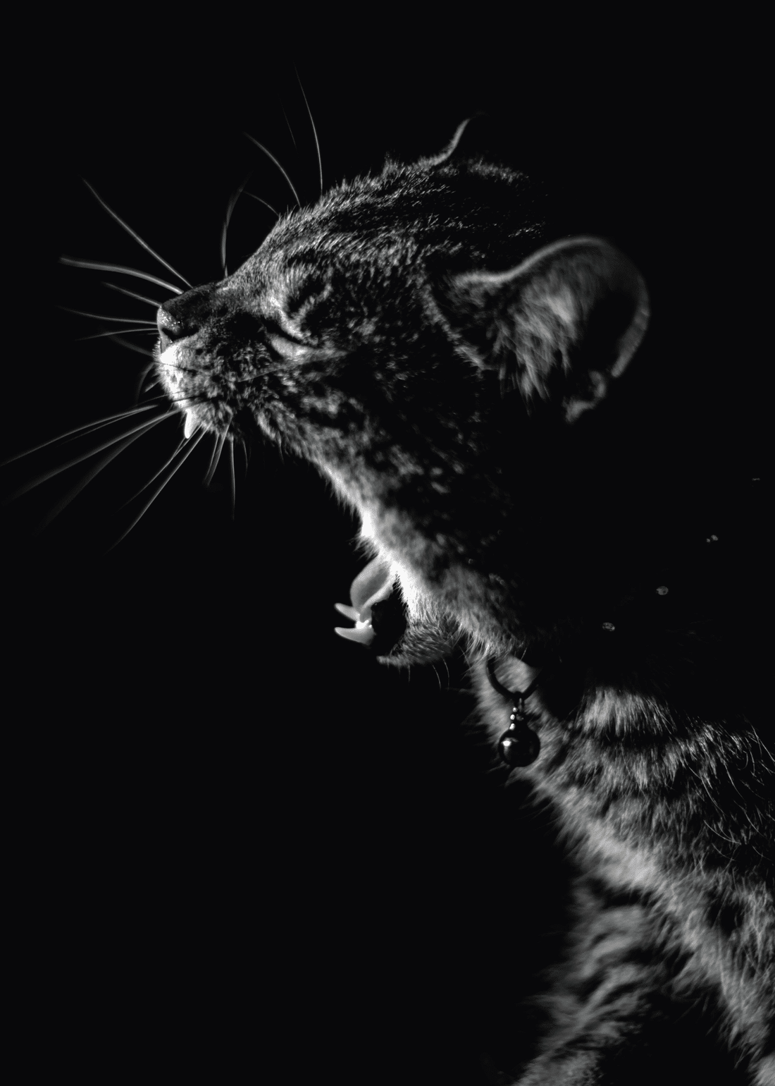 Tired Leopard – Dyreplakater