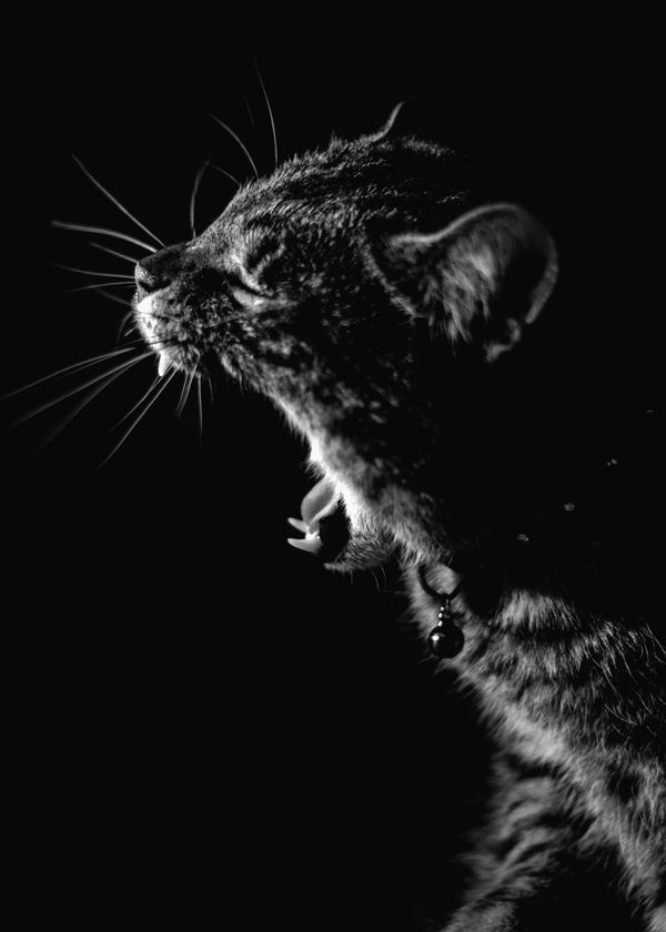 Tired Leopard – Dyreplakater