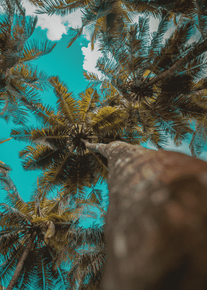 Tropical Palm Trees No. 1 – Naturmotiver