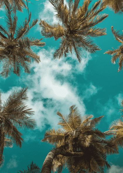 Tropical Palm Trees No. 2 – Naturmotiver