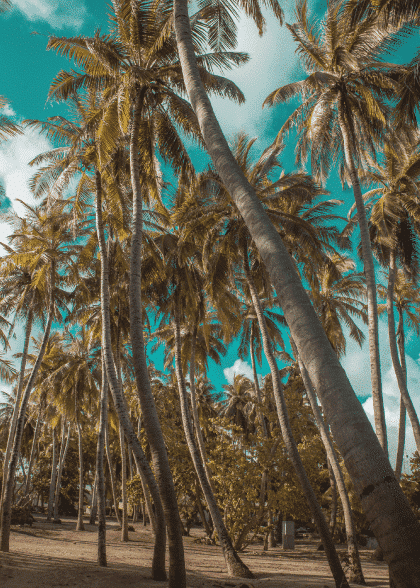 Tropical Palm Trees No. 3 – Naturmotiver