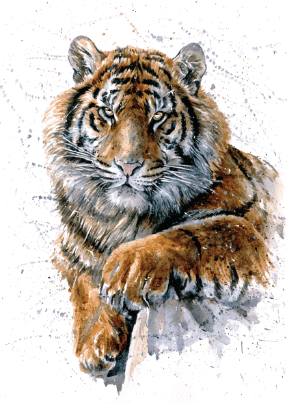 Tiger Watercolor – Dyreplakater