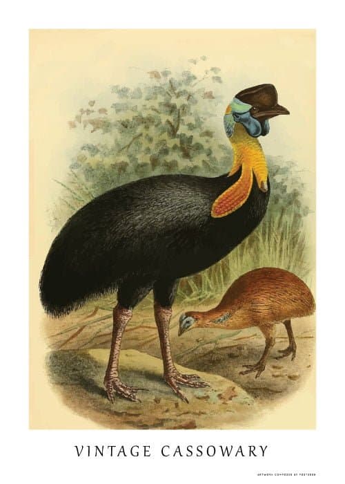 Vintage Cassowary – Dyreplakater