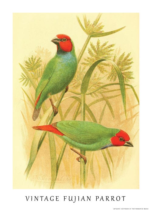 Vintage Fujian Parrot – Dyreplakater
