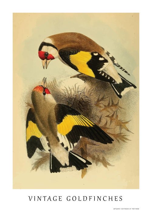Vintage Goldfinches – Dyreplakater