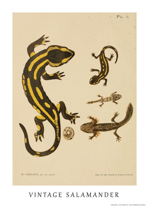 Vintage Salamander – Vintage/Retro plakater