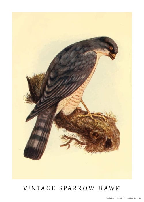 Vintage Sparrow Hawk – Dyreplakater