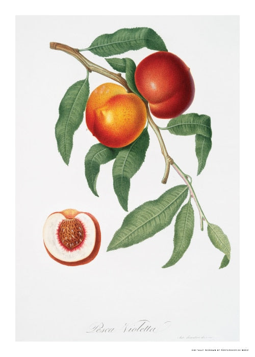 Violet Peach Vintage - klassisk køkkenplakat med fersken – Postershop ...
