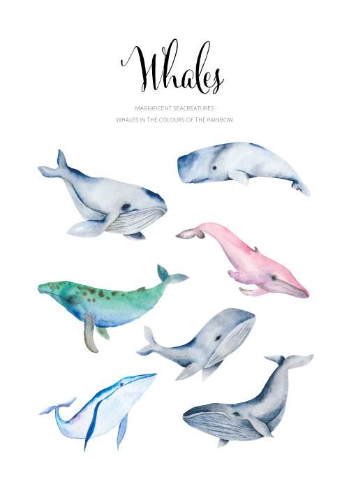 WHALES DRAWING – Børneplakater