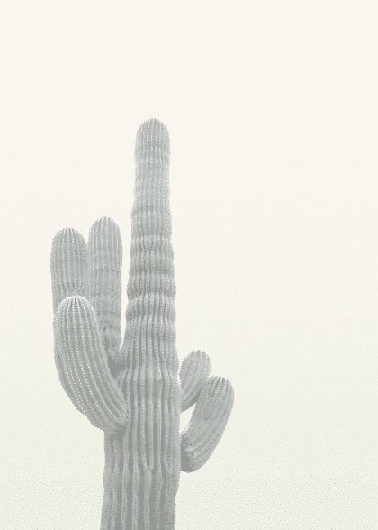 White Cactus – Blomster og Botanik