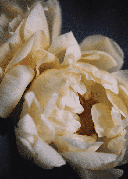 White Peonies – Blomster og Botanik