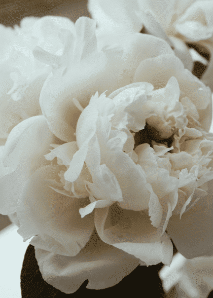 White Peonies No.2 – Blomster og Botanik