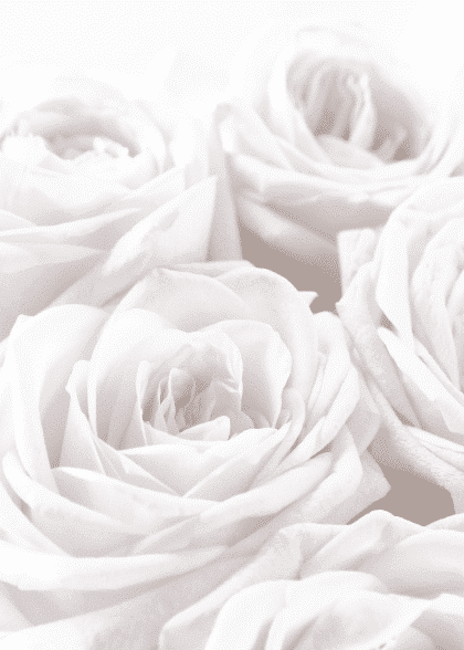 White Roses – Blomster og Botanik