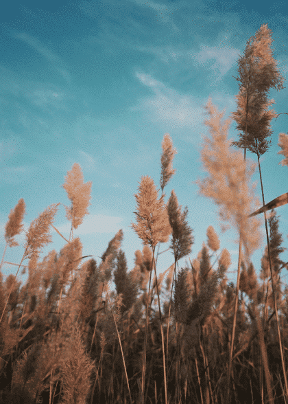 Wild Reeds – Naturmotiver