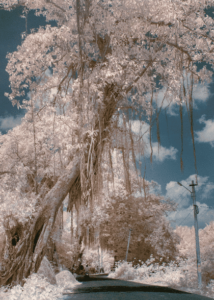 Wonderland Tree – Blomster og Botanik