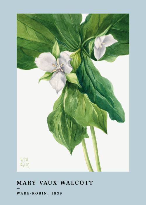 Wake Robin – Kunst