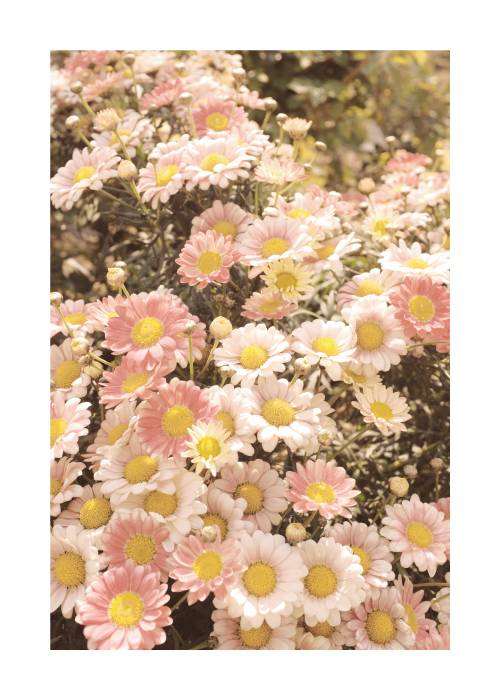 White And Pink Daisies – Blomster og Botanik