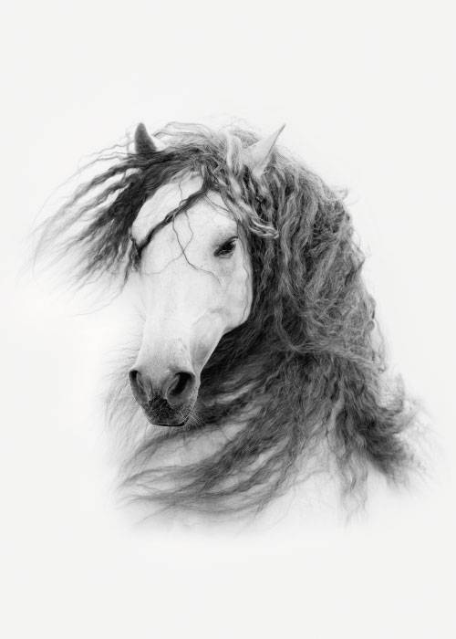 White Horse – Dyreplakater