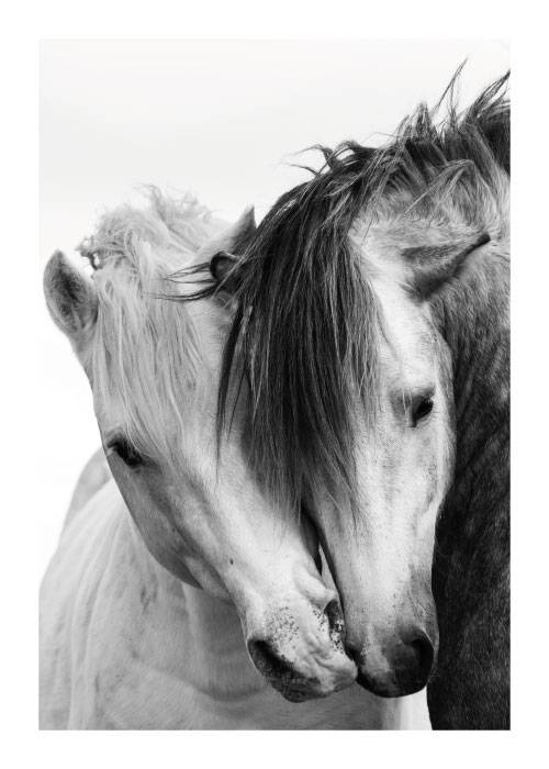 White Horses In Love – Animal Posters