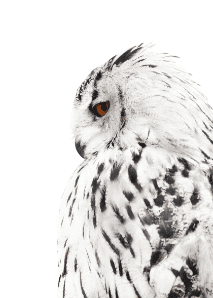 White Owl – Dyreplakater