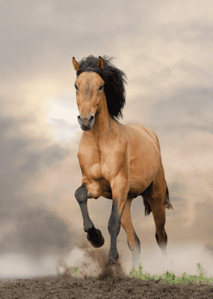 Wild Stallion 2 – Dyreplakater