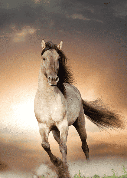 Wild Stallion – Dyreplakater