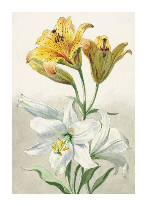Yellow And White Lillies – Kunst