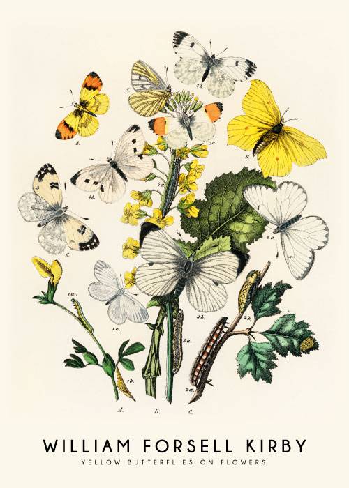 Yellow Butterflies Poster – Kunst